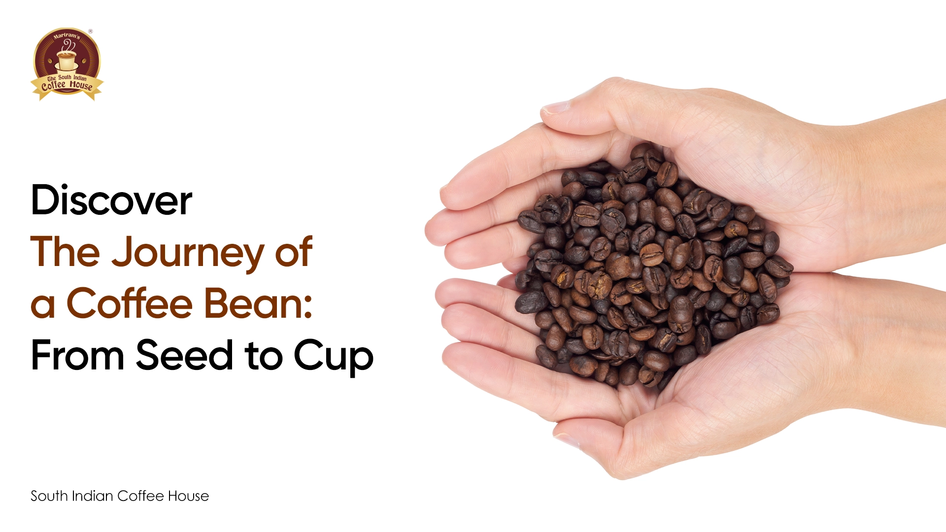 Discover The Journey of a Coffee Bean: From Seed to Cup